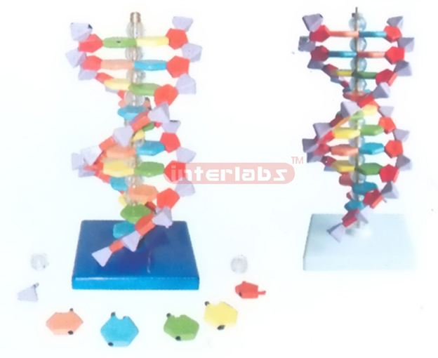 SMALL DNA DOUBLE HELIX MODEL